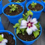 Ibištek sýrsky (Hibiscus syriacus) ‘OISEAU BLEU’ – výška 10-20 cm, kont. C2L